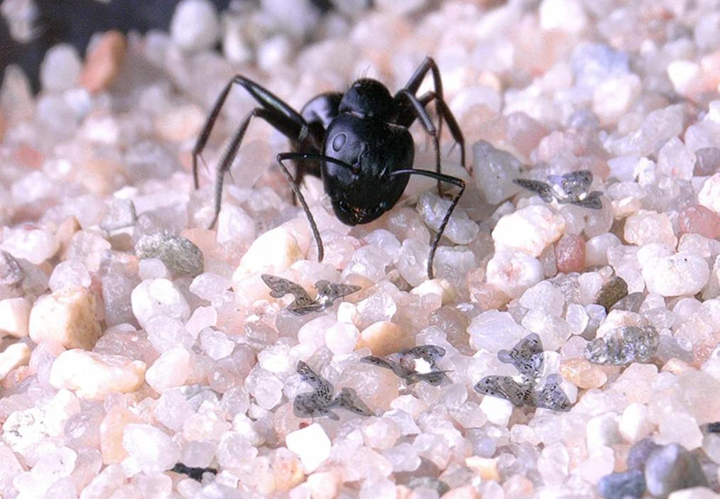 中国顶级无人机芯片,史上最小的芯片