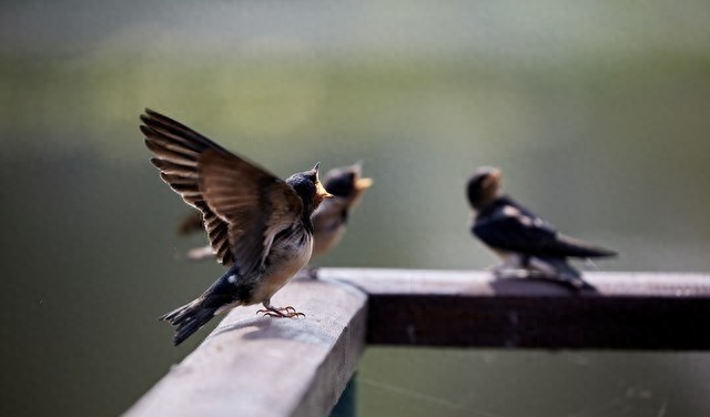 家里有燕子窝该不该打下来,家里有很多燕子家里总是出事
