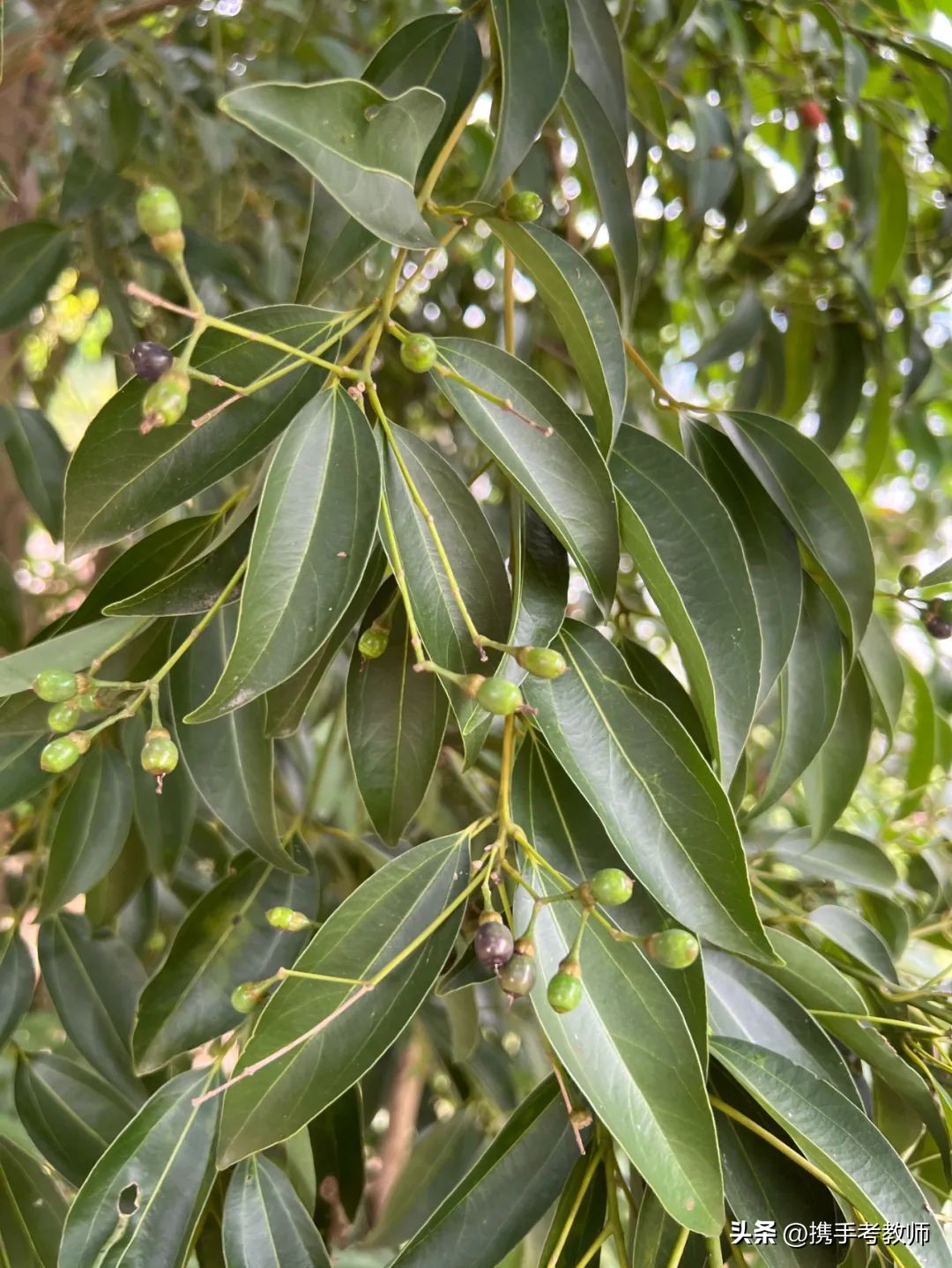 喜阴植物香味,喜阴植物有香味