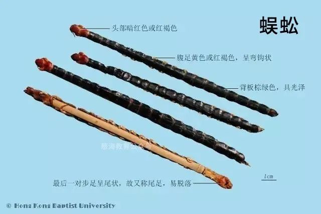 每天学习一味中药蜈蚣,蜈蚣打通血管中药配方