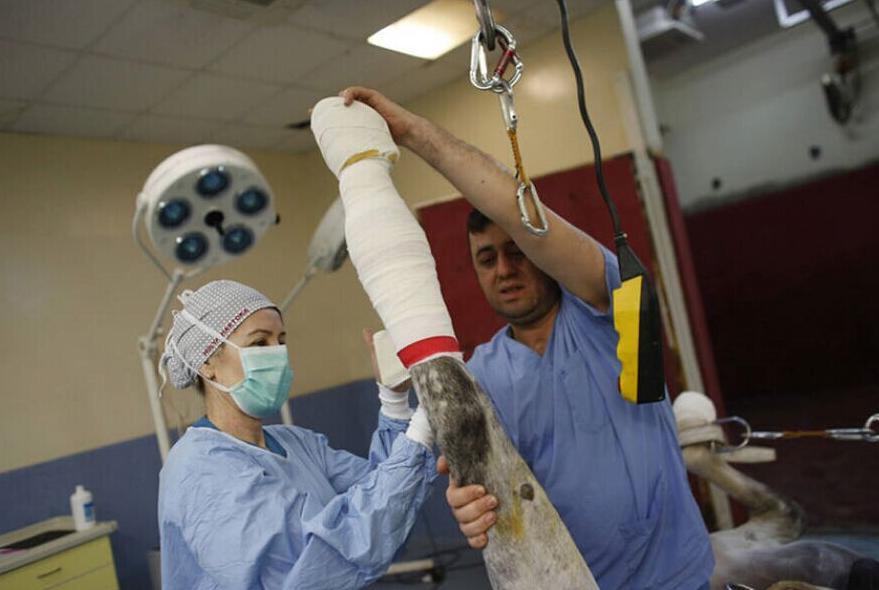 确定全麻手术后马匹心律失常的患病率和性质，评估心律失常的风险