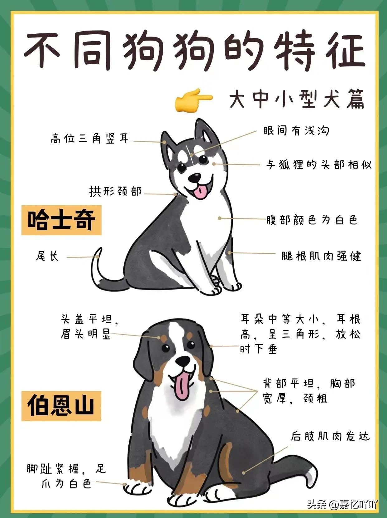 1分钟读懂狗狗的年龄,狗狗能识别自己跟人类的差别