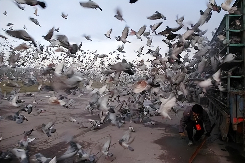 信鸽比赛时回来受伤了怎么治疗,信鸽公棚赛结束后信鸽怎么处理