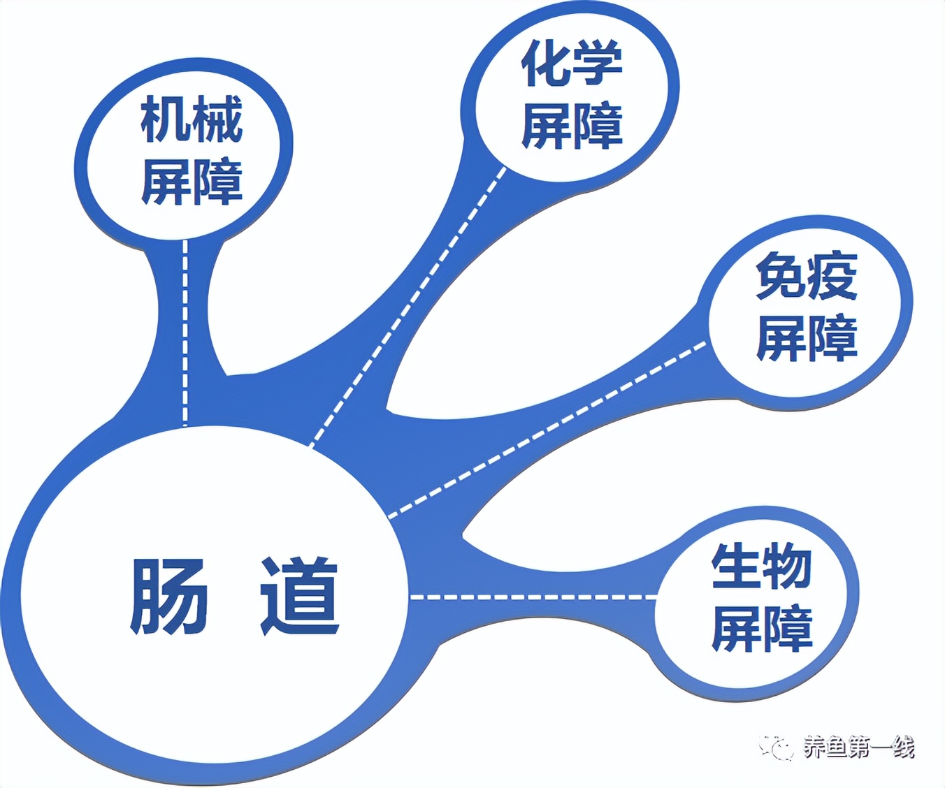 鱼类便秘怎么治疗,鱼塘里的鱼便秘怎么治疗最好