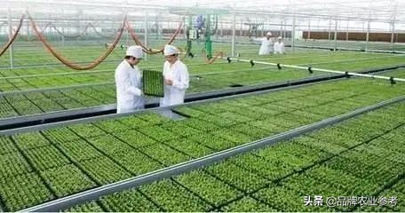日本现代农业种植技术,日本精致农业的6个秘诀和8个案例