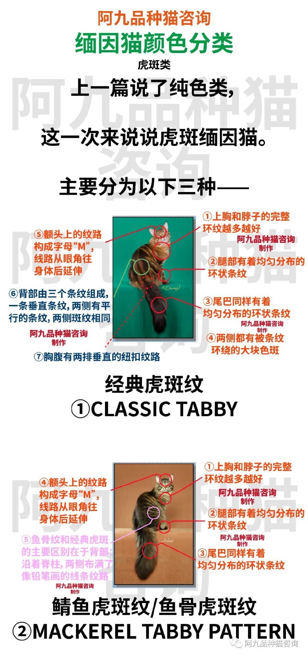 缅因猫品种标准图解，缅因猫怎么分辨好坏，缅因猫怎么分辨颜色