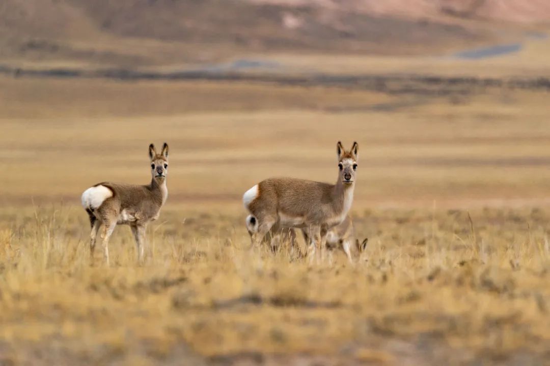 夏天哪里看油菜花最美,夏天去哪里看油菜花最好