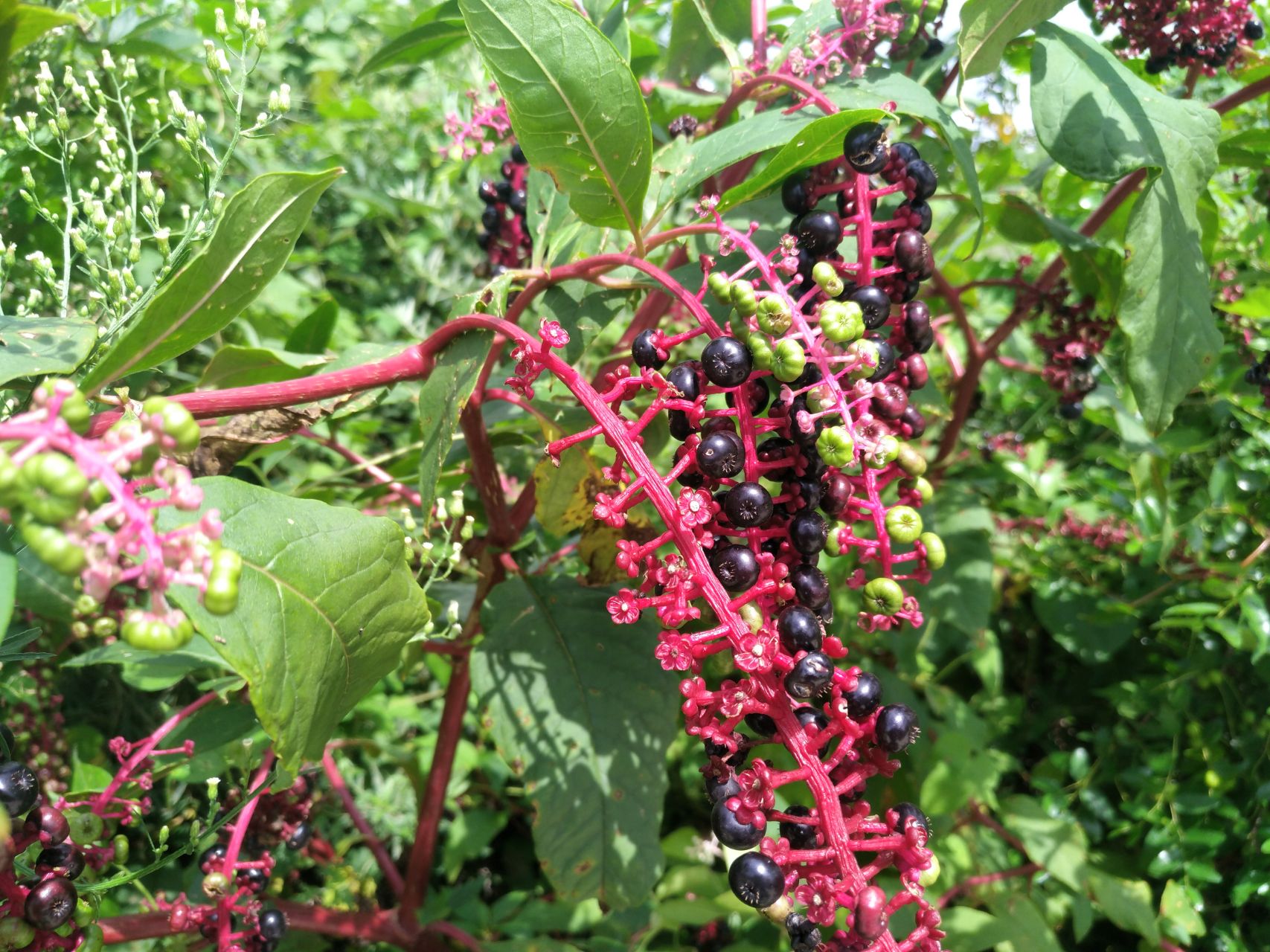 常见有毒花千万别碰,世上有毒的花和植物