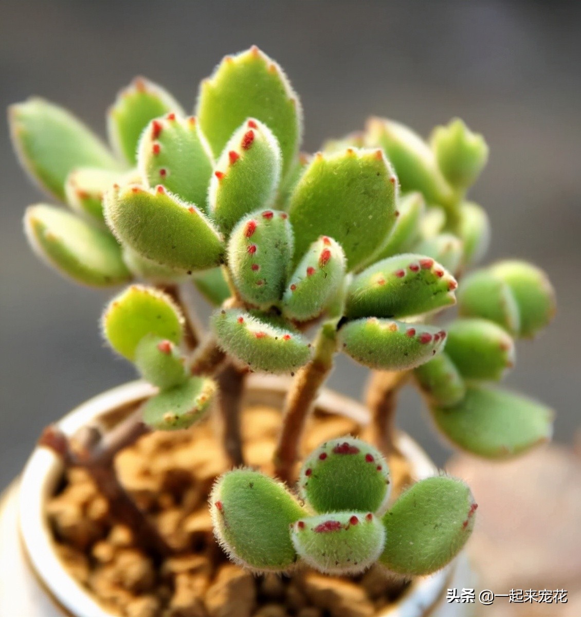 熊童子怎么样才能有红爪子,熊童子不长侧芽