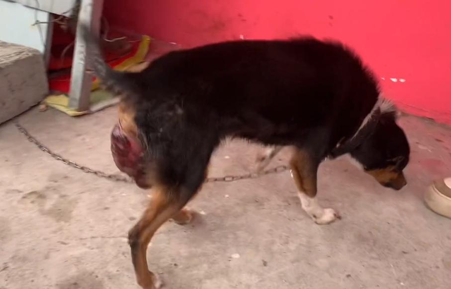 小狗子宫脱垂是什么原因,生小狗胎盘留肚子里了怎么办