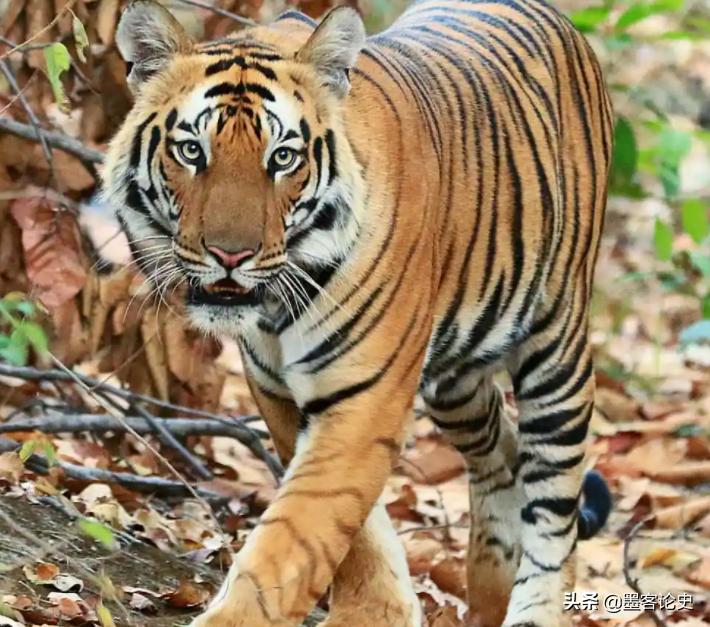 辽宁一虎王失恋，动物管理员得知连忙送一家猫，引发猫虎之战