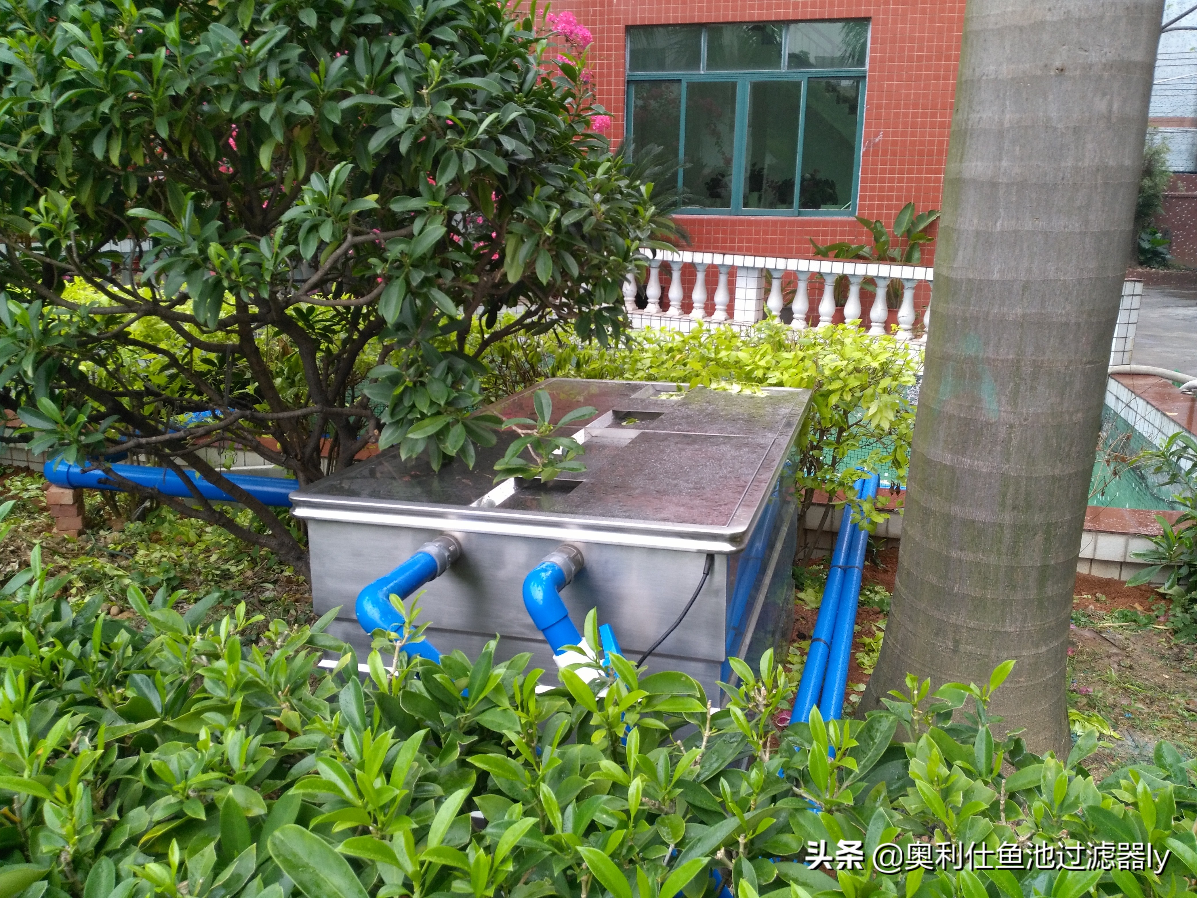 锦鲤鱼池多久换一次水,锦鲤水浑浊绿