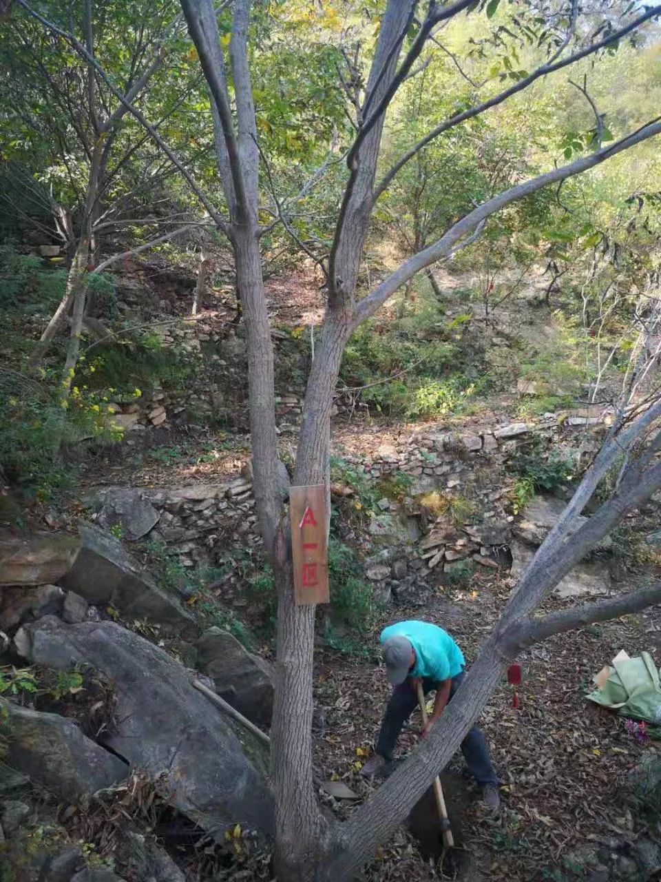 哪种宠物墓地最便宜,宠物墓地现状及发展