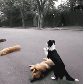 边境牧羊犬你真的了解吗,盘点边境牧羊犬的聪明行为