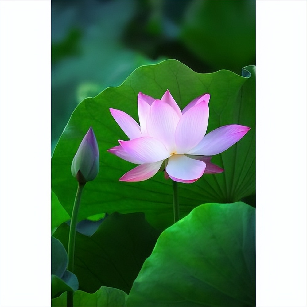 小学美术学科教资考试题库,人教版八年级上册美术复习资料