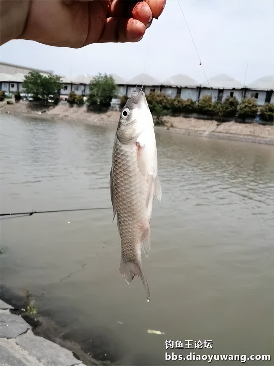 钓鱼王饵野钓破百尾