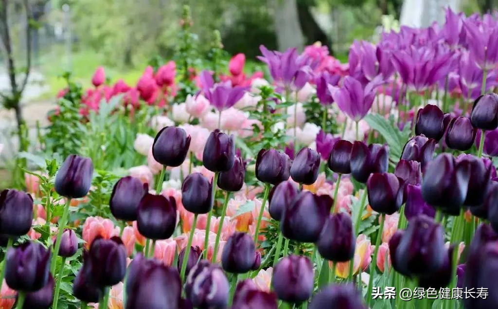 世界花园风景,世界花园
