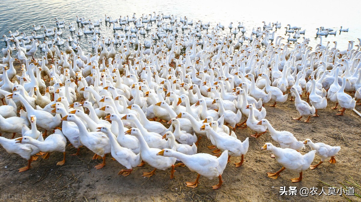 养鹅怎么养哪里有卖鹅苗的,提供鹅苗养鹅靠谱吗