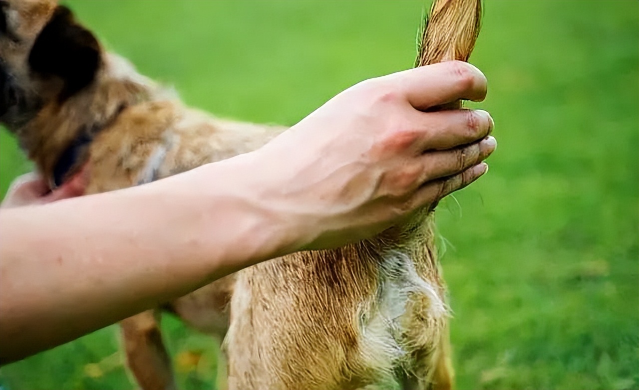 千万别对狗狗做这样的事,不要对狗狗做的14件事