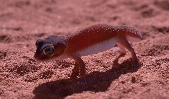 古代人怎么检验女子的贞洁,古代女人如何鉴别贞操