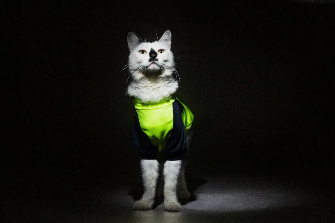 毛森森,观复猫毛森森