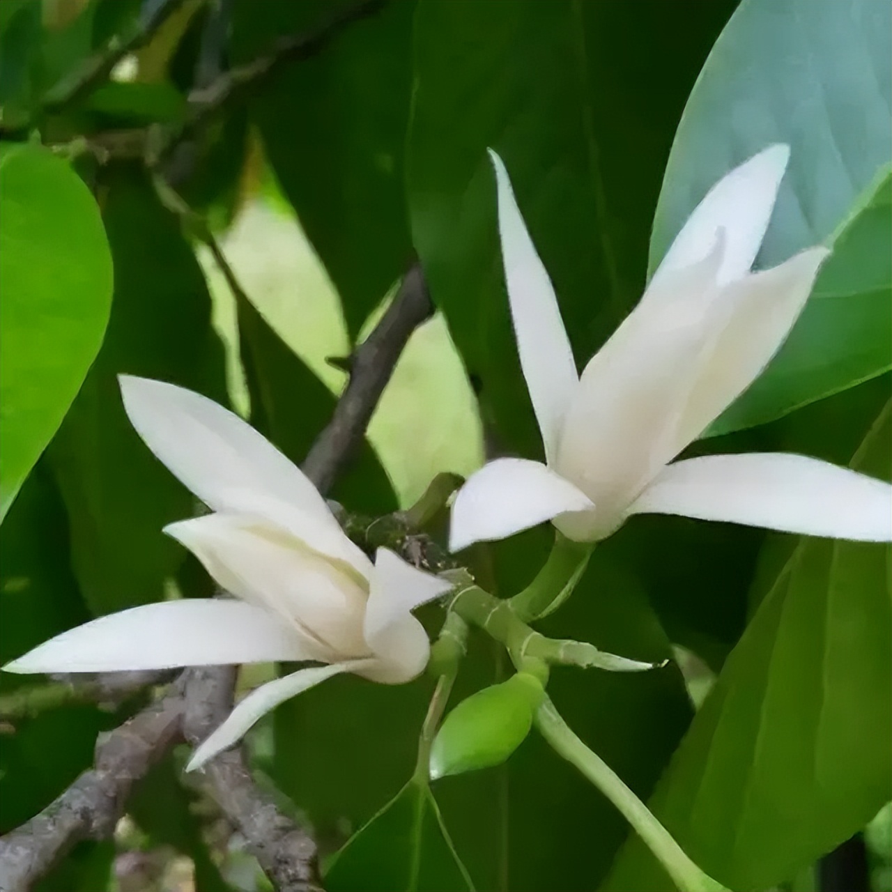 白兰花芽多影响长花苞怎么办,白兰花开花少