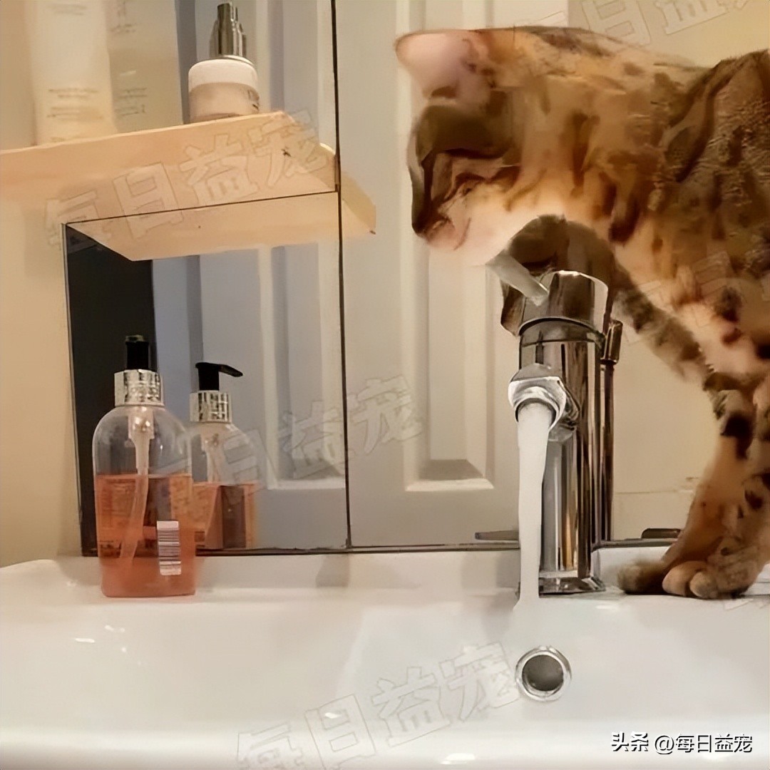 搞笑！豹猫意外将花洒打开，担心被主人发现，这货赶紧手动抢救