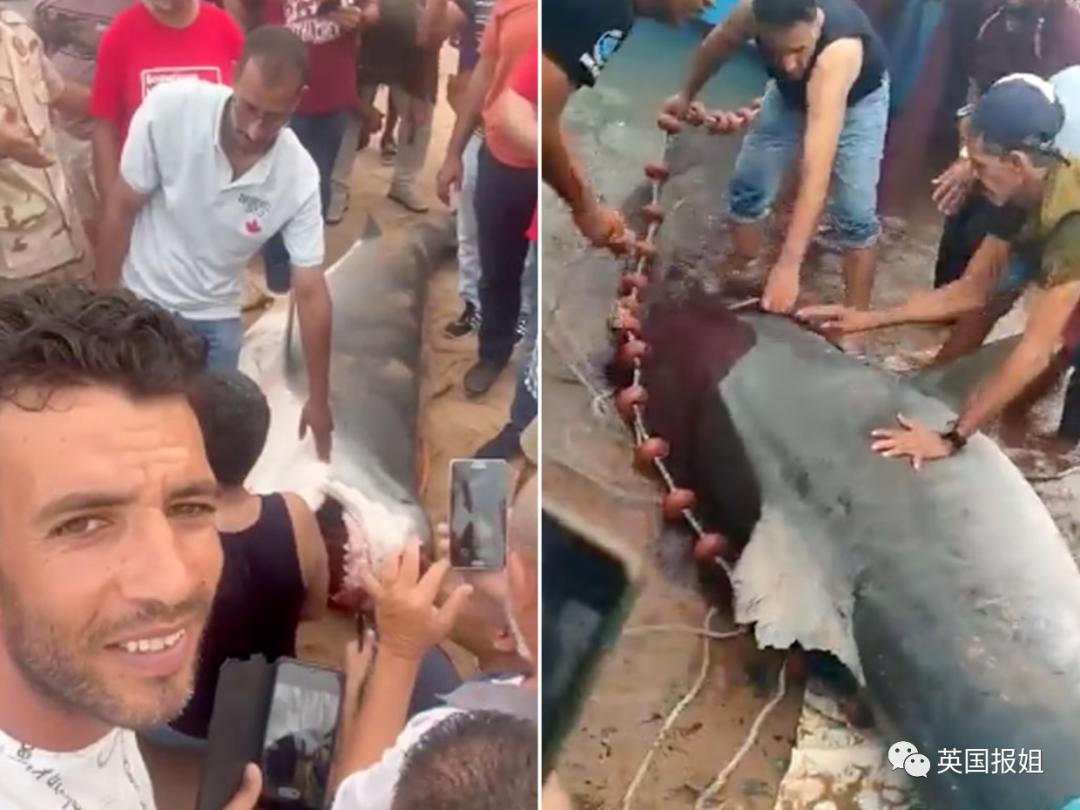 俄罗斯男子在海边被鲨鱼咬死,俄罗斯男子被鲨鱼咬死鲨鱼被捕