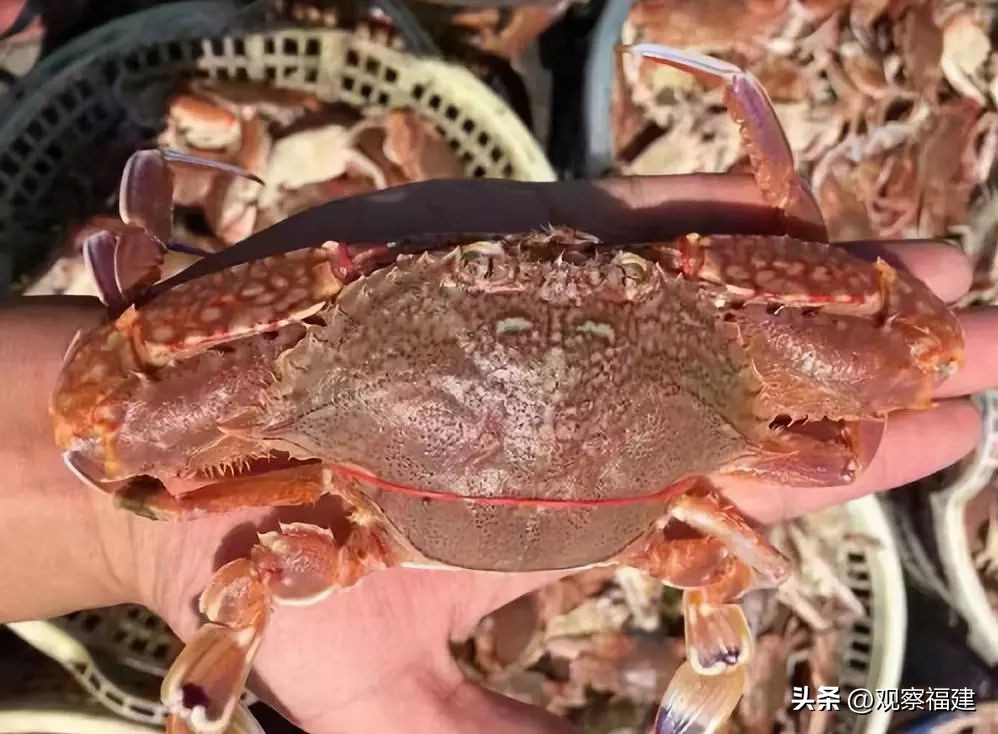 诏安秋天吃什么海鲜,福建各种海鲜图片大全