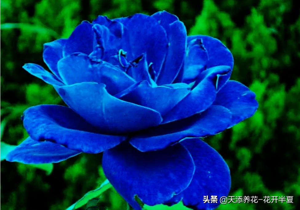 18朵粉色玫瑰花代表什么含义,5朵玫瑰花的寓意和花语是什么