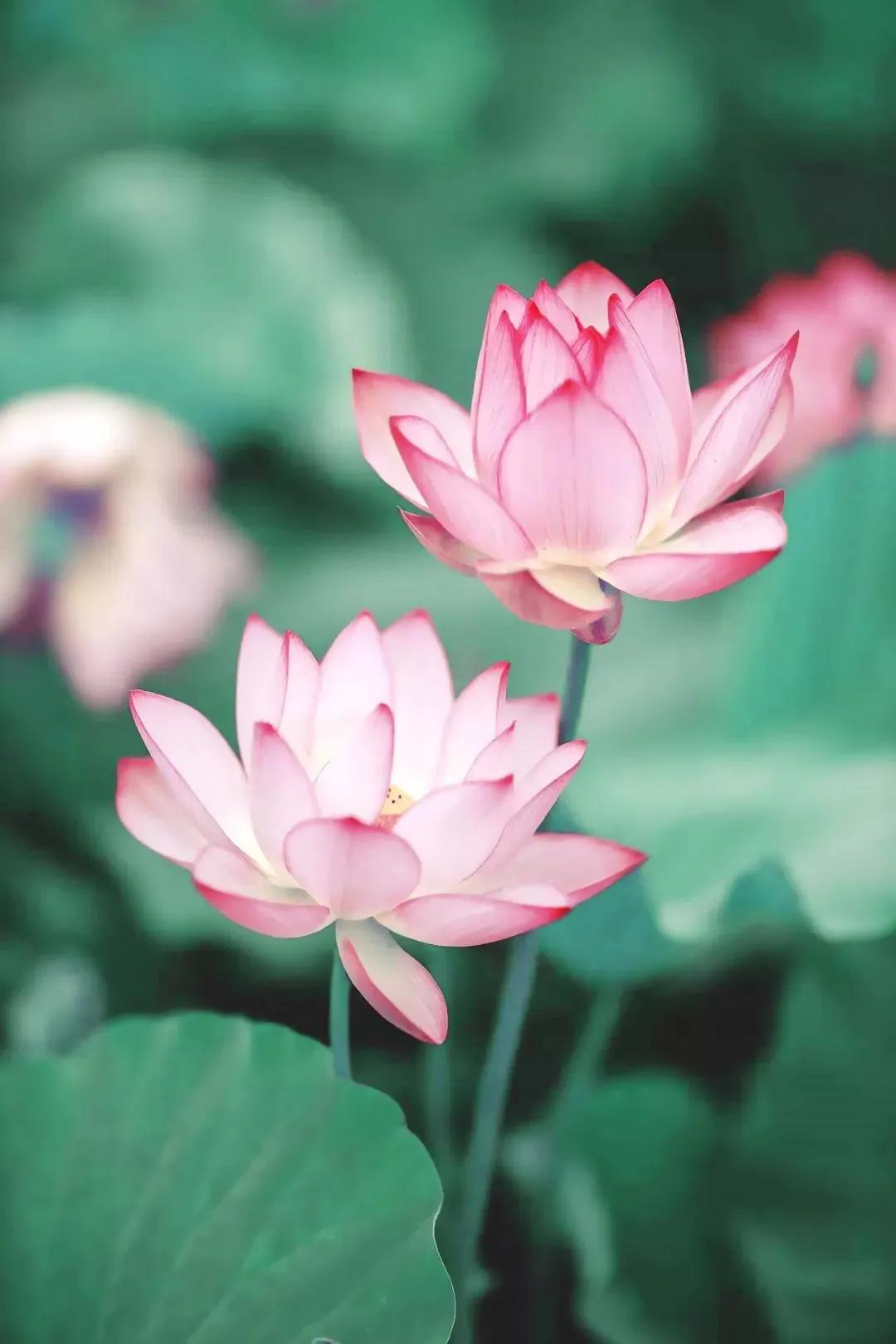 春树的人生格言书籍,人生书籍里的经典语录大全