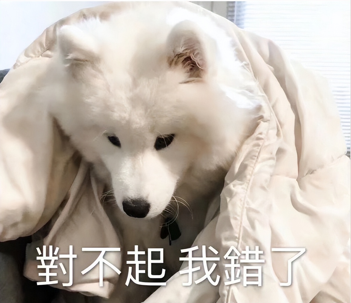 养狗多年才知道狗狗跟你玩,养狗的整天被狗舔有危险吗