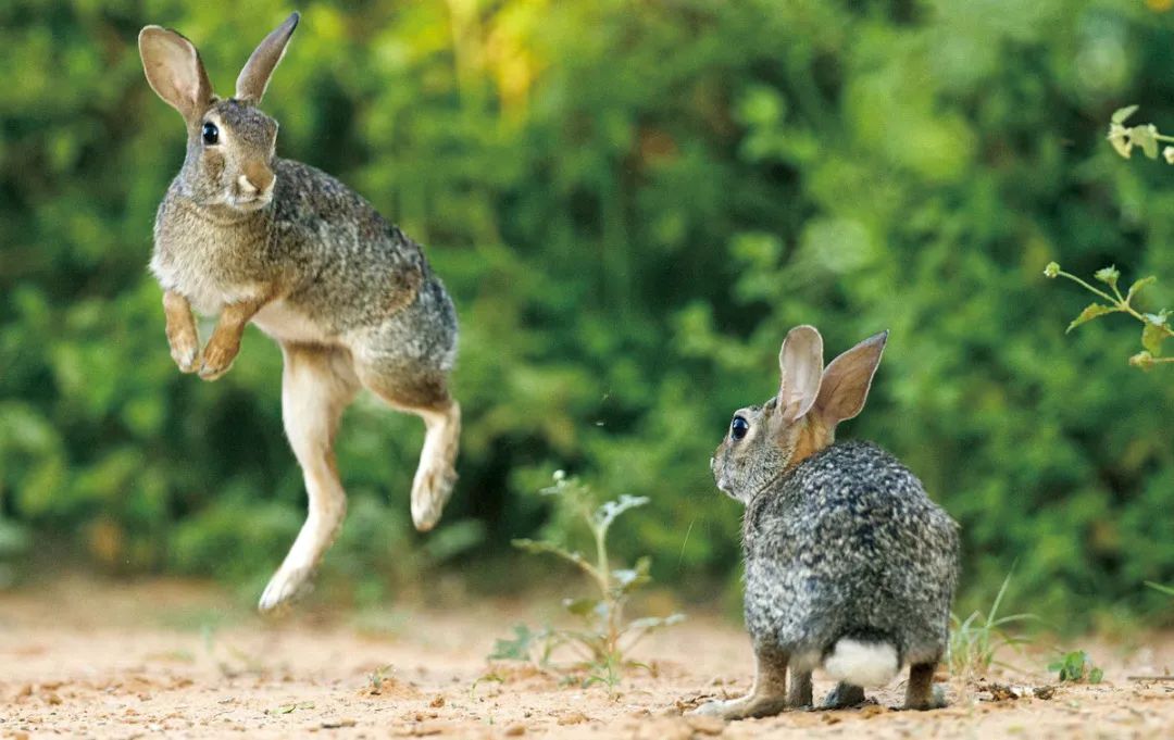 兔年说兔,让我们重新认识一下兔子