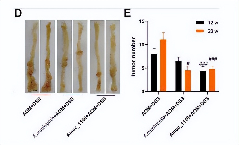仓鼠会控制体重吗,仓鼠有免疫细胞吗