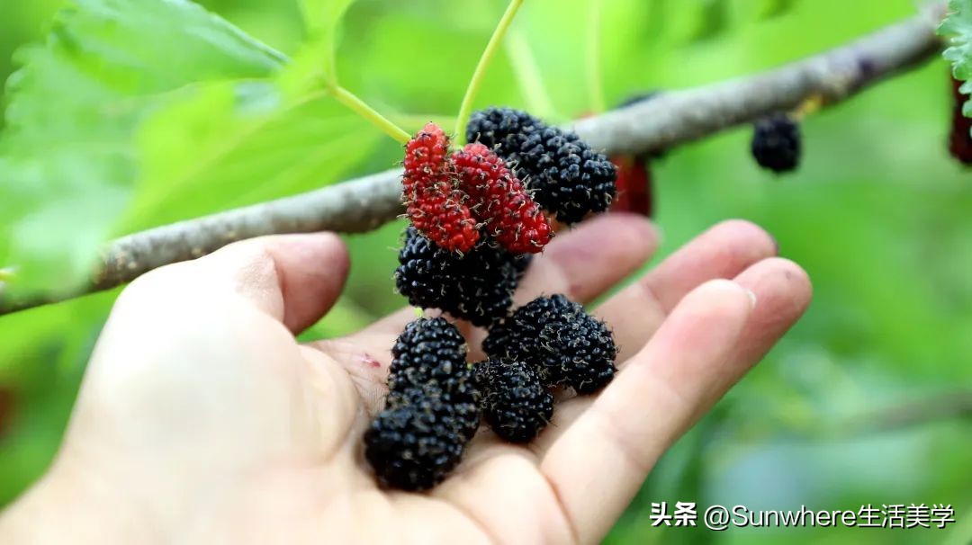 新鲜桑葚什么饮品好喝,桑葚新饮品好喝吗