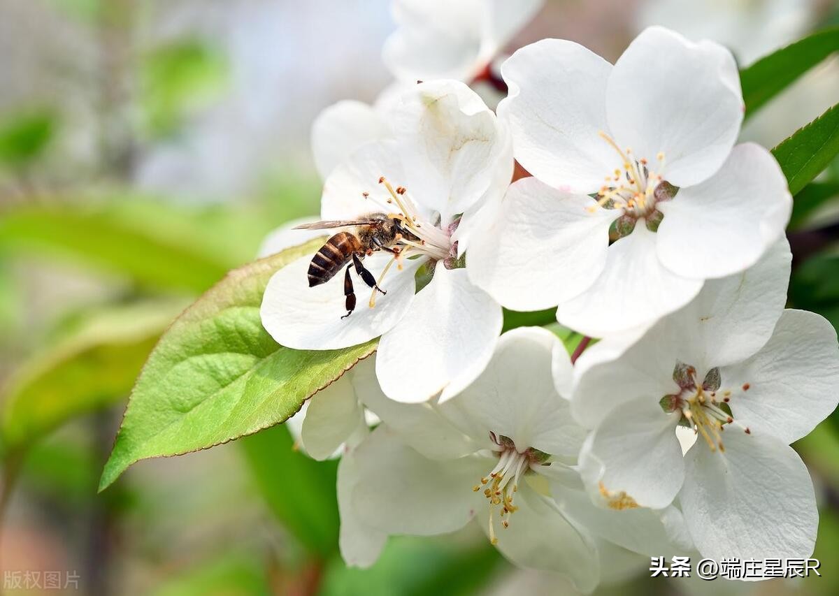 海棠花的特点与象征意义,海棠花的特点及象征意义是什么
