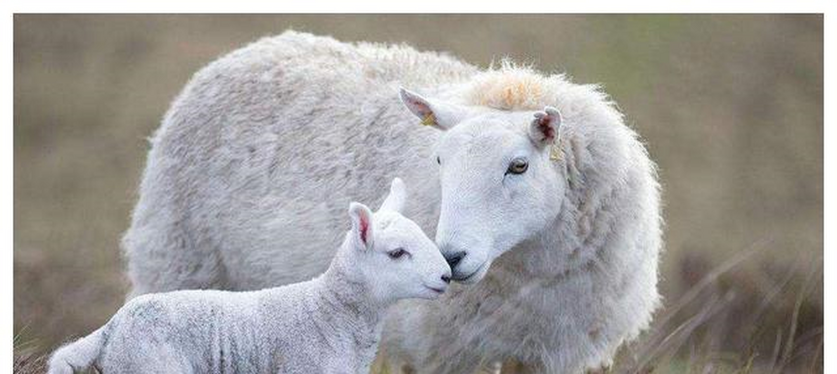 母羊舔自己的肚子是什么原因,母羊为什么舔食小羊的粪便