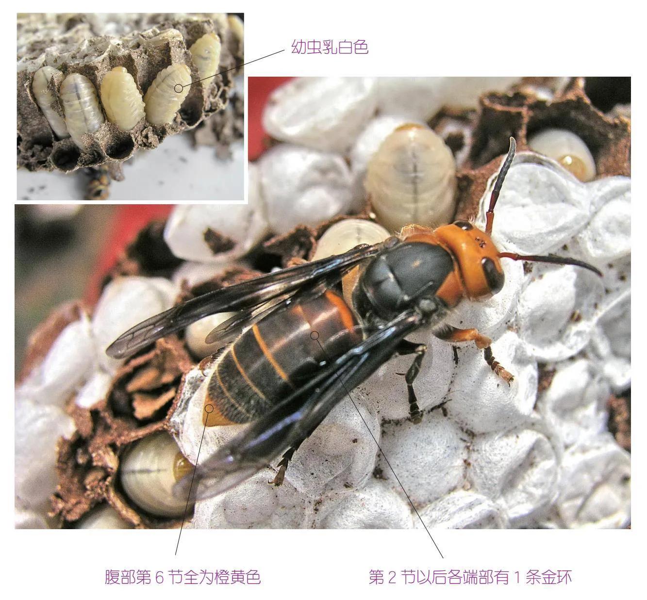 32种昆虫简介思维导图,32种食用植物