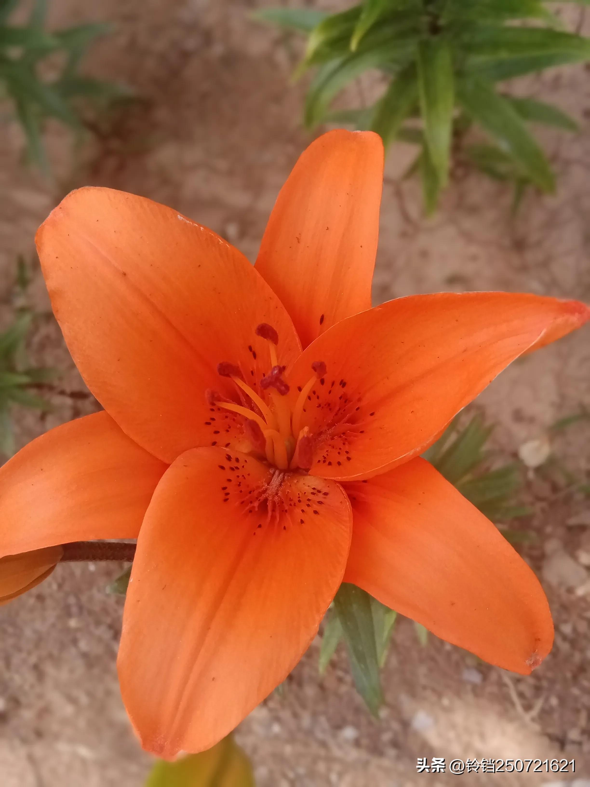 百合花开花的样子很美,花卉百合花四季开花