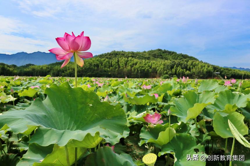 映日荷花别样红纪实片,映日荷花别样红作品介绍