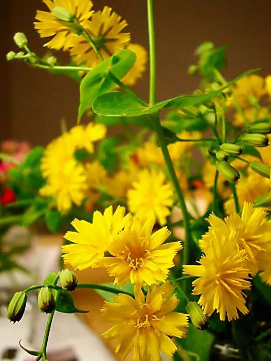 冷冬寒菊,冬菊与夏菊的区别