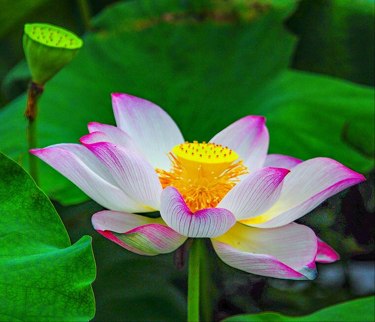 一花一惊艳，爱在夏花中，荷花别样红，莲叶无穷碧，弄花香满衣