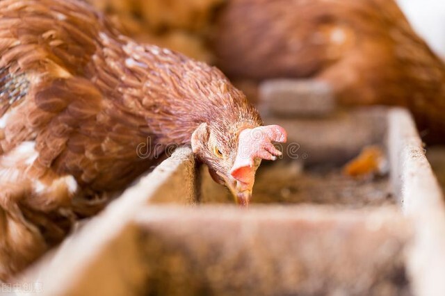 教你如何挑出下蛋多，蛋壳好的高产鸡