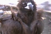 辽宁男子救助秃鹫,沈阳救助秃鹫