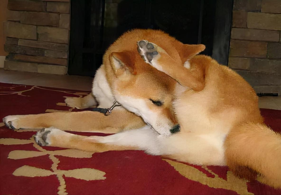 “舔尿道口”=“恶心”？主人你错了，看完赶紧重视起来