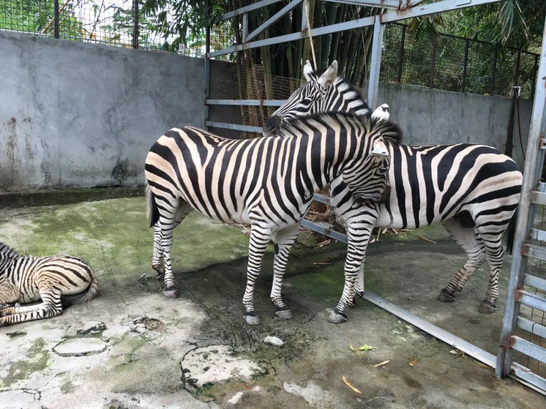 旭光电动车行,旭光车行向阳路