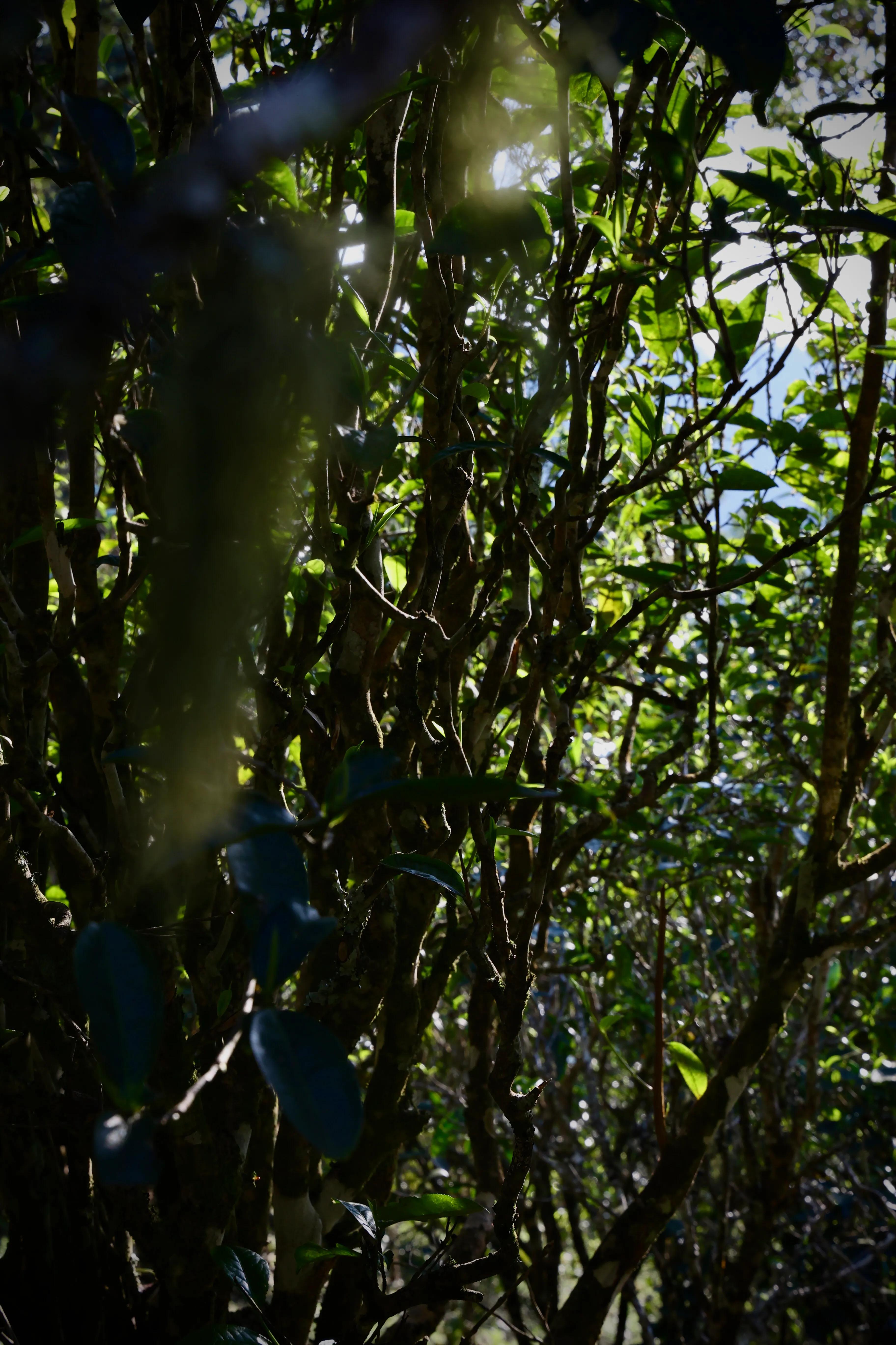 普洱茶皇冠上的明珠,普洱茶的十大名寨排名