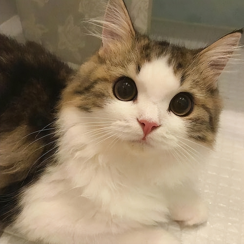 怎样才能知道猫咪喜不喜欢你,怎么让猫咪爱上你