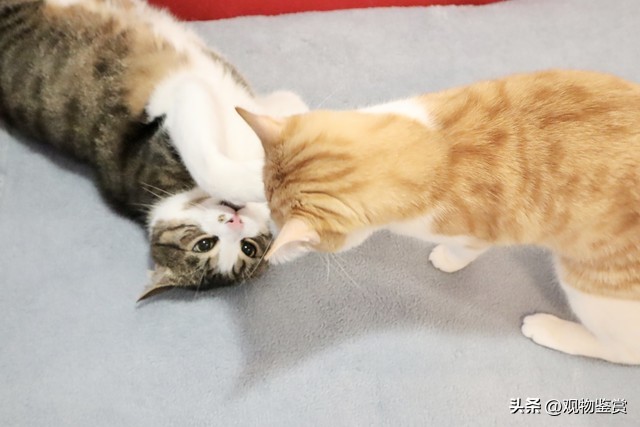 橘猫公猫独有特征是什么,橘猫是公猫还是母猫呢