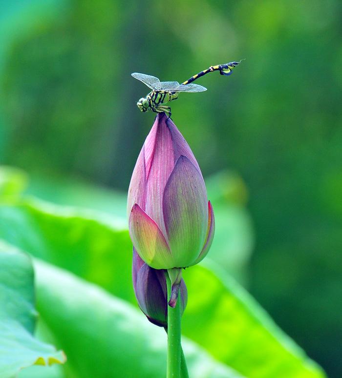 杨万里笔下的描写夏天的诗,杨万里写夏天的诗句